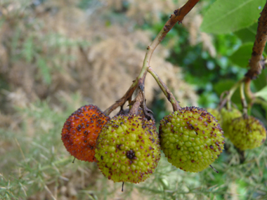 Fruits rouge orangés à maturité appelés arbouses. Comestibles, ils ressemblent à des fraises d'où le nom anglais strawberry tree donné à l'arbousier. Agrandir dans une nouvelle fenêtre (ou onglet)